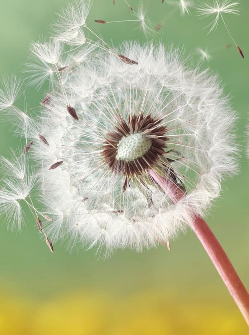 Terapia EMDR şi atacurile de panică